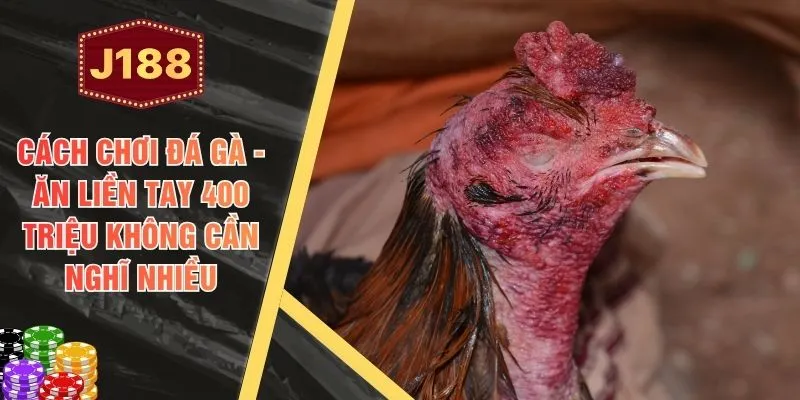 Cách Chơi Đá Gà - Ăn Liền Tay 400 Triệu Không Cần Nghĩ Nhiều