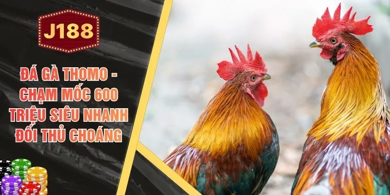 Đá Gà Thomo - Chạm Mốc 600 Triệu Siêu Nhanh Đối Thủ Choáng