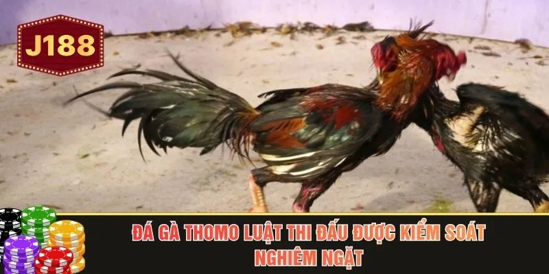 Đá gà Thomo luật thi đấu được kiểm soát nghiêm ngặt